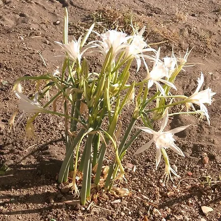 بيت للعطل Adore Datca Beach House Döşeme