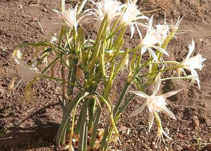 度假居 Adore Datca Beach House Döşeme